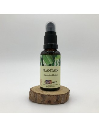 Plantain - Macération huileuse  - 30 ml - Plantaree